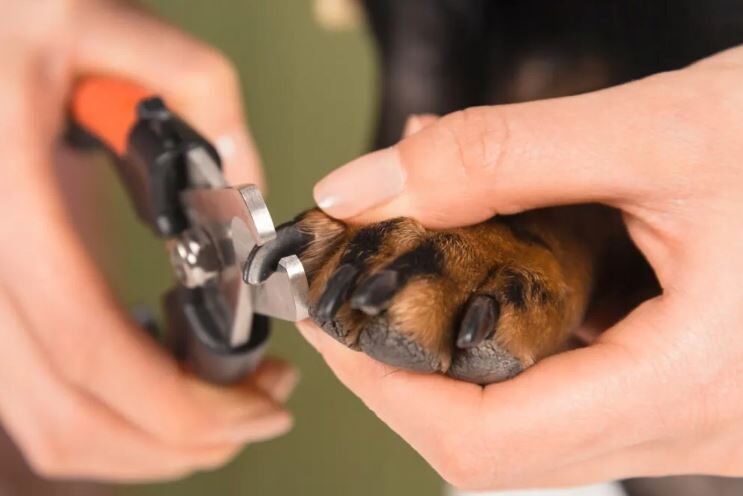 Dzīvnieku nagu griešanas šķēres, suņu un kaķu nagu šķēres, knaibles ar nagu fiksatoru
