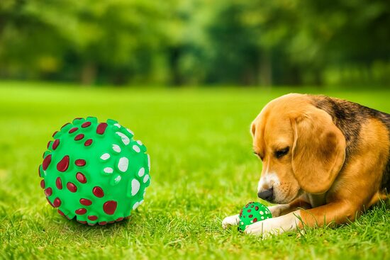 Pīkstošā suņu bumbiņa - gumijas rotaļu bumba suņiem košļāšanai un spēlēm